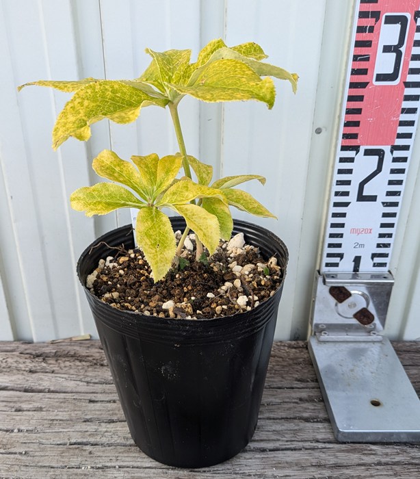 楽天市場】【開花見込み株】クリスマスローズ ダブル咲き ネオン系