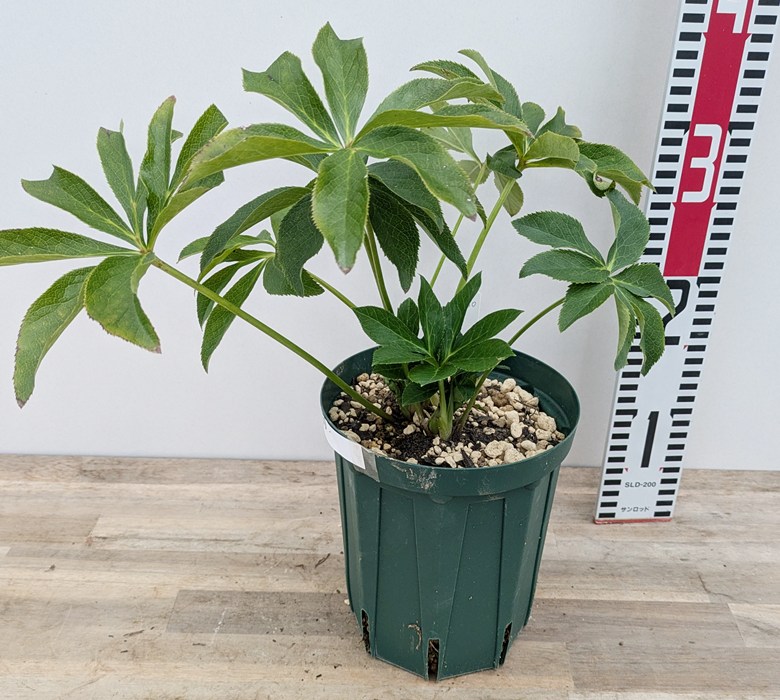 楽天市場】【現品】クリスマスローズ ダブル咲き イエロー系 5号