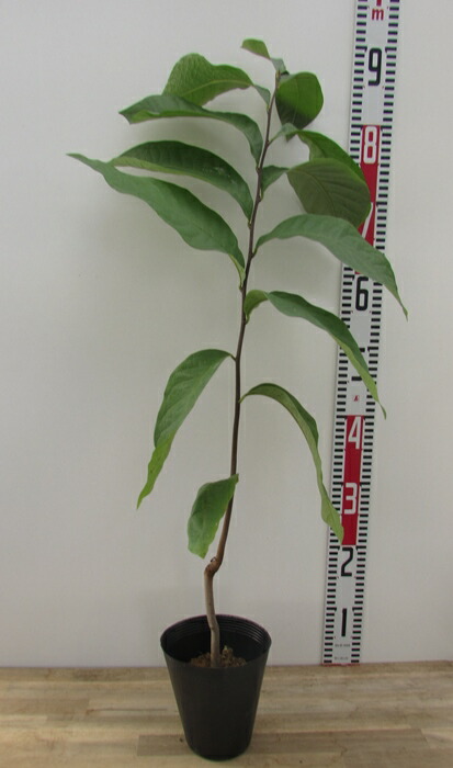 楽天市場】ポポー 苗木 実生苗 4.5号 : 千草園芸