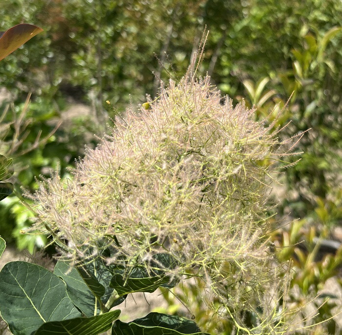 楽天市場】スモークツリー スノーパフ（ホワイト系）雌木 5号 苗木