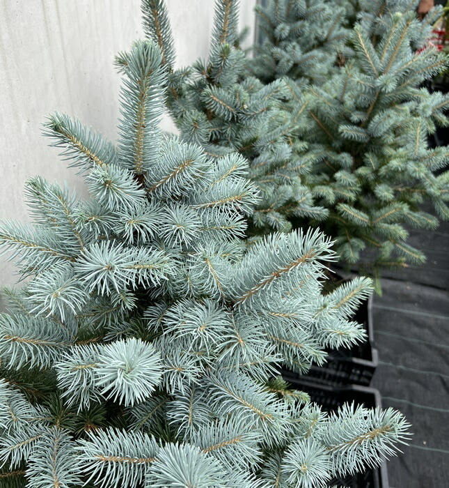 楽天市場】【現品発送】ピセア・プンゲンストウヒ スーパーブルー 苗木