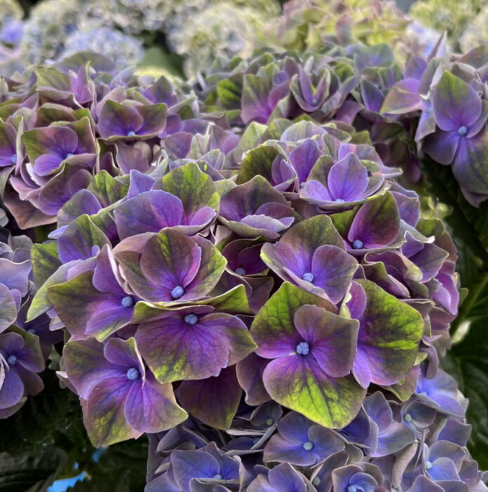 楽天市場】【屋外管理苗】アジサイ（紫陽花・あじさい） マジカル