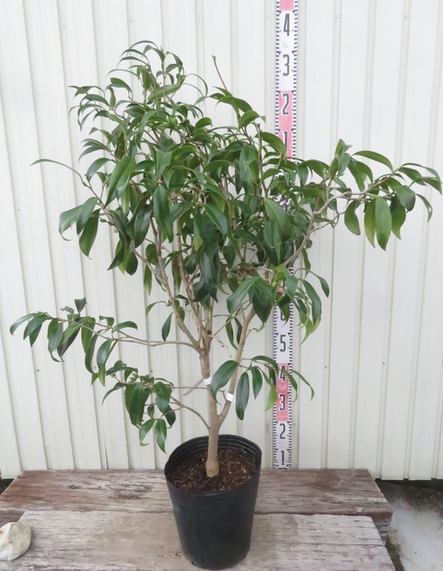 楽天市場】【現品発送】椿（ツバキ）白孔雀(シロクジャク) 8号 苗木