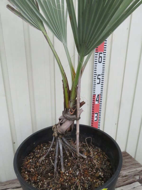 楽天市場】【現品発送】ナンノロプス アラビカシルバー（耐寒性椰子