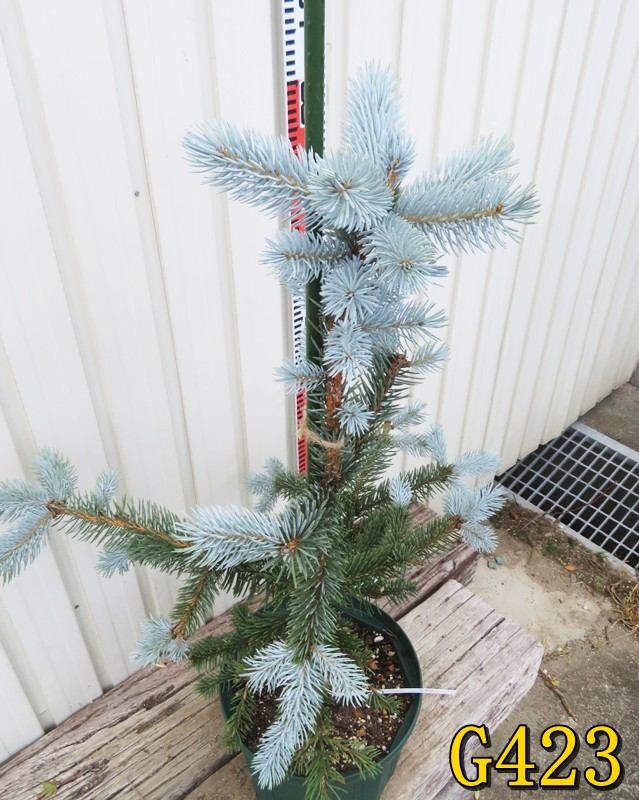 楽天市場】【選べる現品】ピセア・プンゲンストウヒ ホプシー 8号