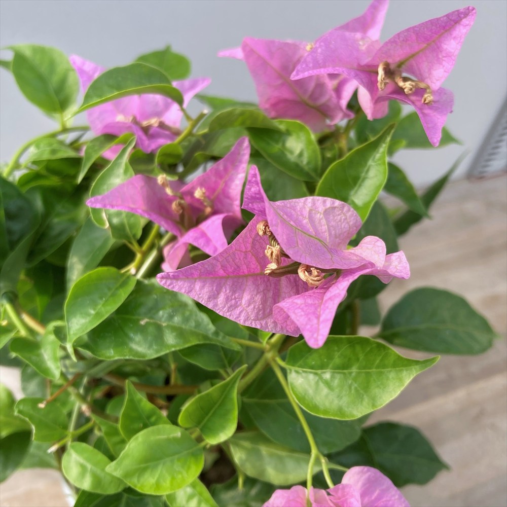 楽天市場】ブーゲンビリア ピンクパープル（桃系紫花） 5号鉢苗 : 千草園芸