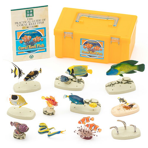 楽天市場】魚 リアル フィギュア 立体図鑑コーラルリーフフィッシュ