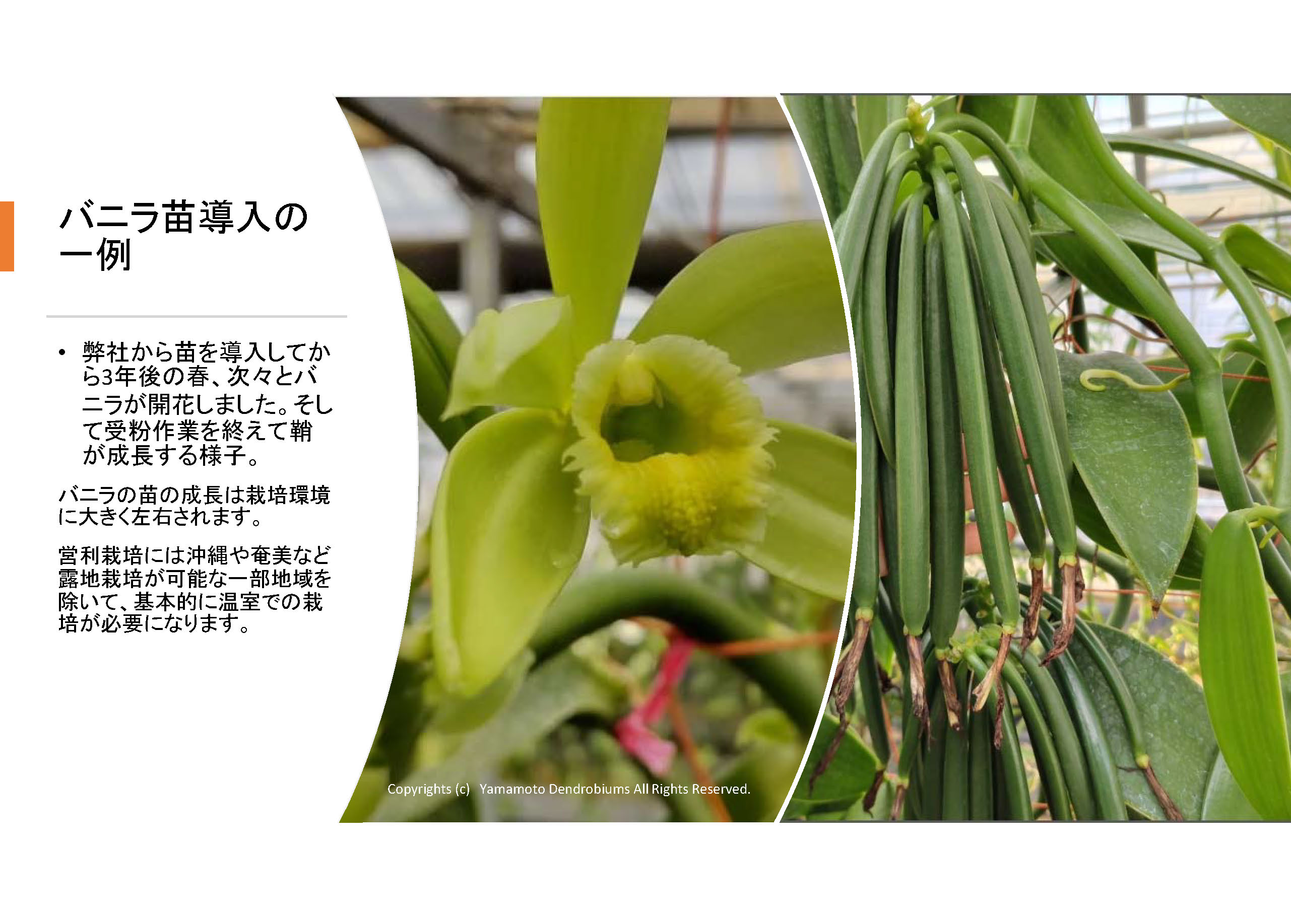 楽天市場】営利栽培向けバニラの苗（バニラ・プラニフォリア・Vanilla