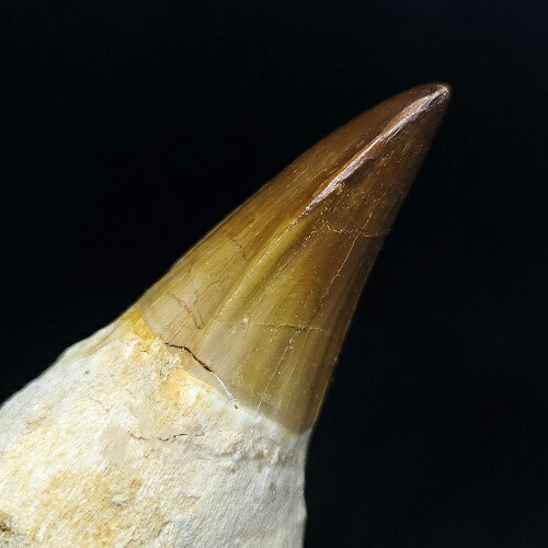 楽天市場】【送料無料】【モササウルス/化石/歯/恐竜】特大 歯根付き