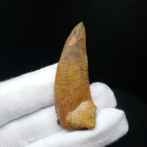 楽天市場】【送料無料】【カルカロドントサウルス/歯/化石/恐竜】極上