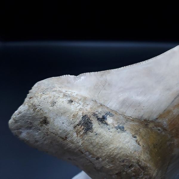 楽天市場】【送料無料】【メガロドン /化石/歯/恐竜】極上 メガロドン