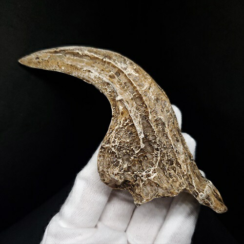 化石 美術品 レプリカ」の人気商品一覧 | 安い商品を通販サイトから