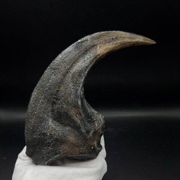 化石 美術品 レプリカ」の人気商品一覧 | 安い商品を通販サイトから