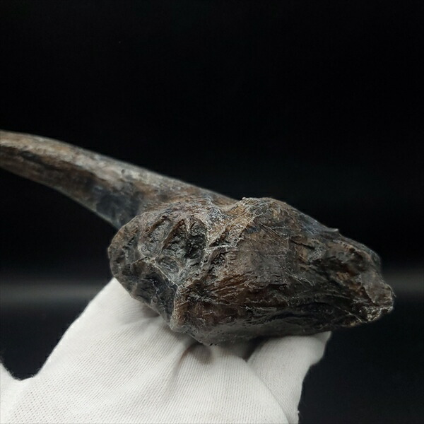 楽天市場】【送料無料】【アロサウルス /恐竜/化石】 アロサウルス 爪