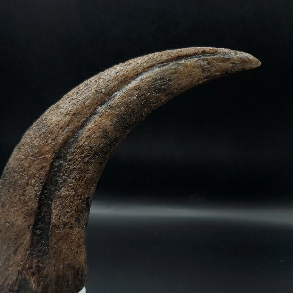 楽天市場】【送料無料】【スピノサウルス/化石/爪/恐竜