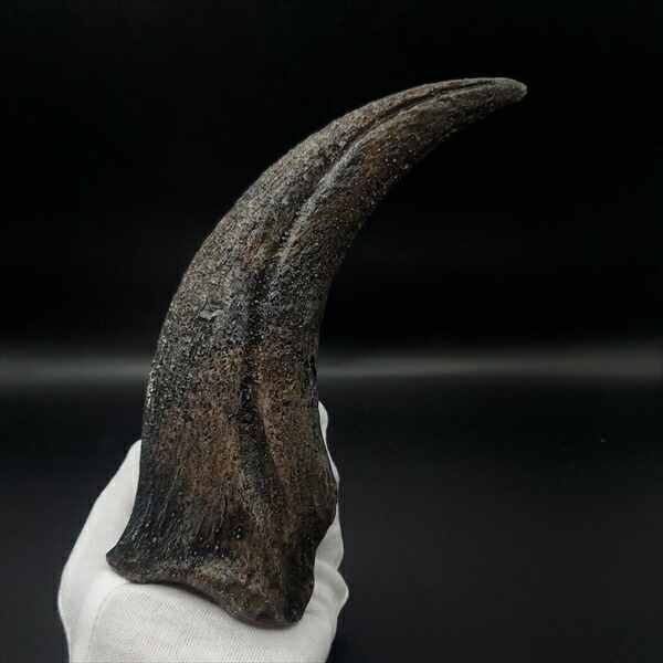 楽天市場】【送料無料】【スピノサウルス/化石/爪/恐竜