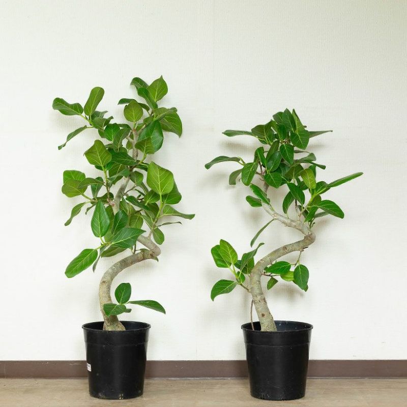 楽天市場】【大型の観葉植物selection 】今回は天久さんの「フィカス