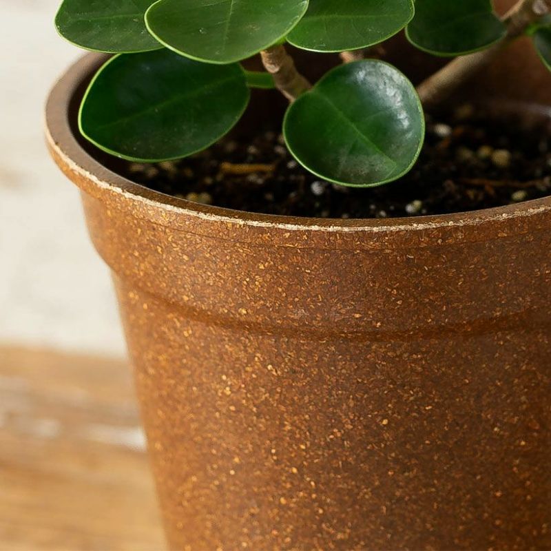 楽天市場】「パンダガジュマル」を環境に配慮したecoポットに植えて