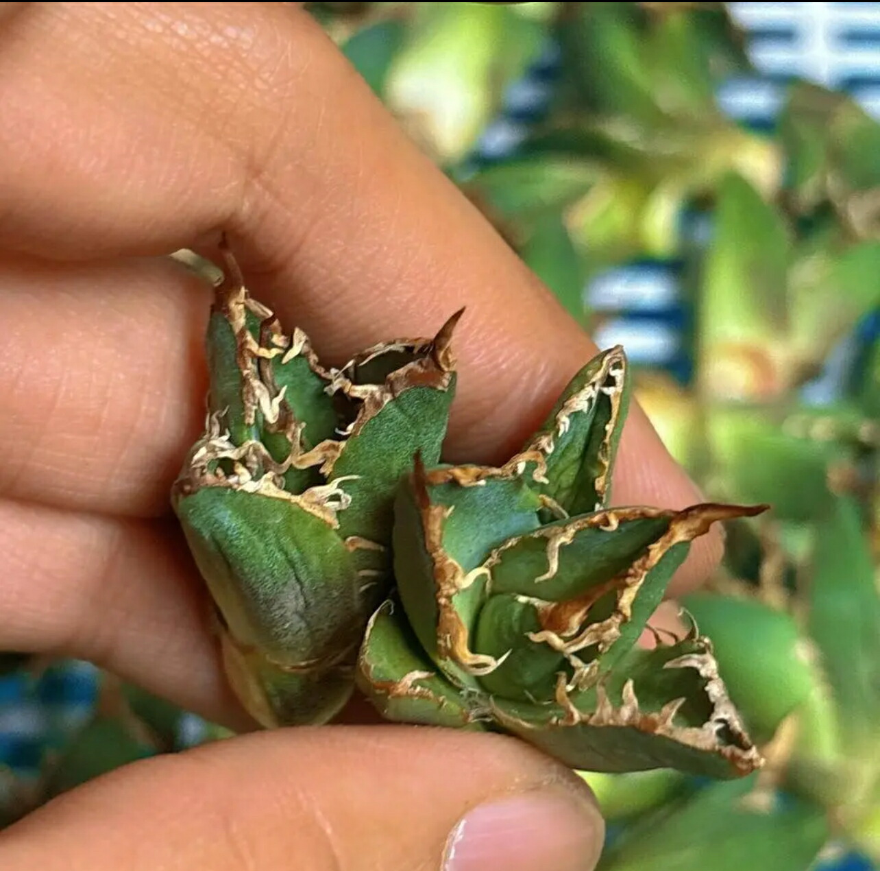 楽天市場】アガベ チタノタ （ HX)黒犀白鯨 スーパーチタノタ 悪魔くん