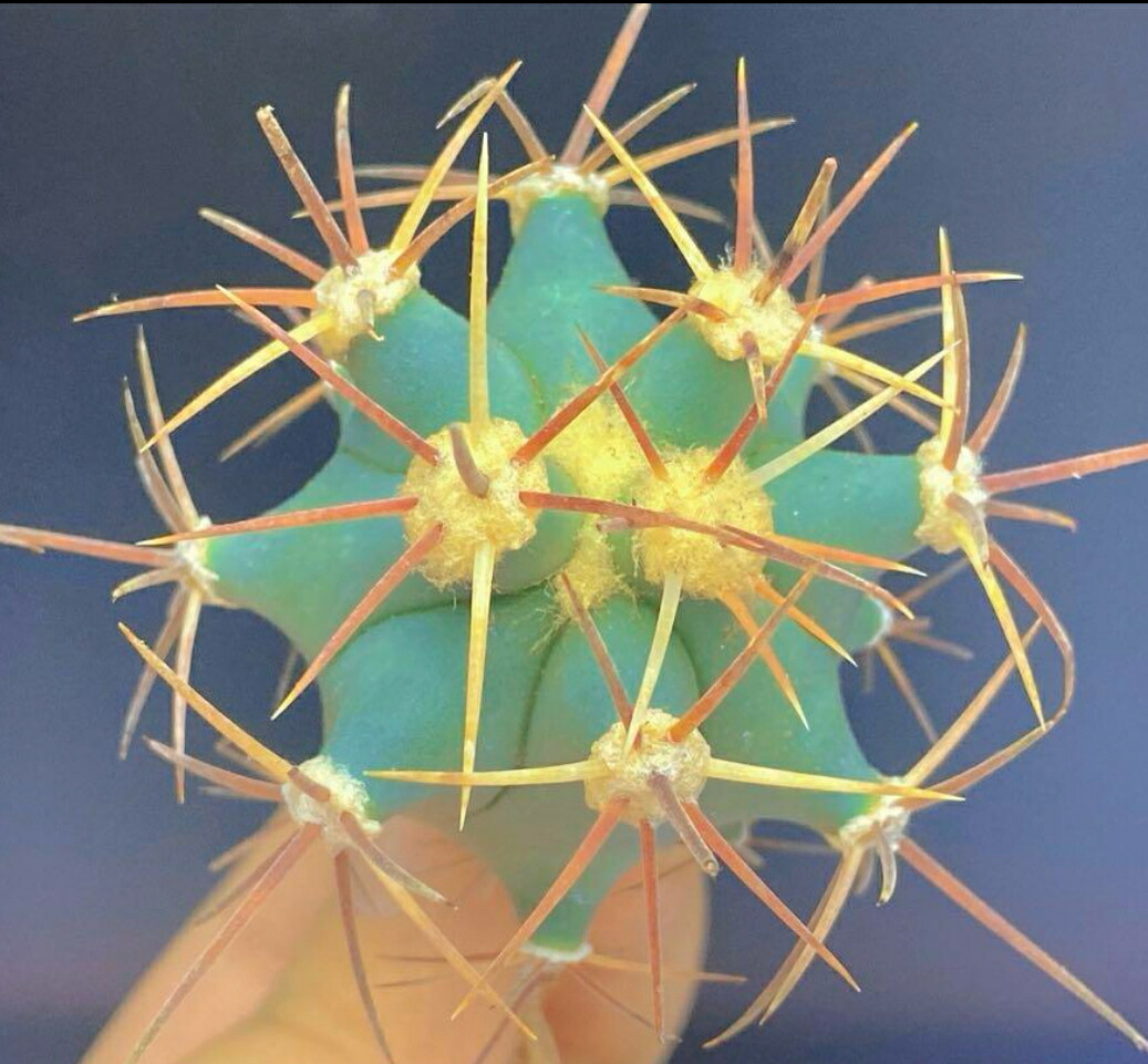 楽天市場】サボテンフェロカクタス属刈穂玉·赤棘発根済み 1株入り