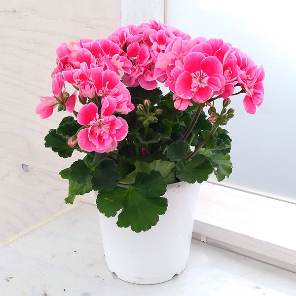 楽天市場】ゼラニウム 八重咲き（花・ガーデン・DIY）の通販