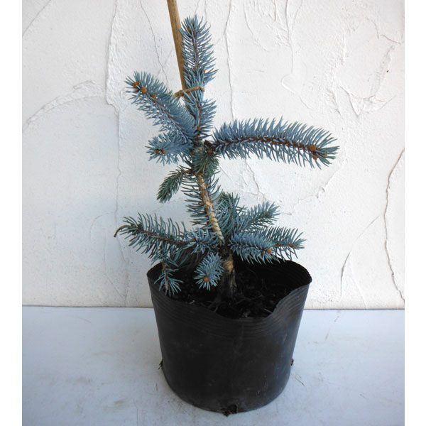 楽天市場】花木 庭木の苗/ピセアプンゲンス（プンゲンストウヒ