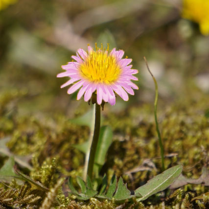 楽天市場】たんぽぽ 苗の通販