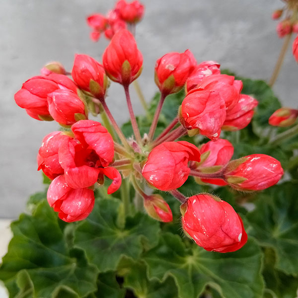 ゼラニウム 苗 5号」の人気商品一覧 | 安い商品を通販サイトから探す