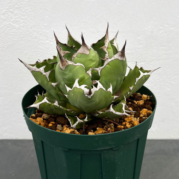 観葉植物 アガベ 5号」の人気商品一覧 | 安い商品を通販サイトから探す