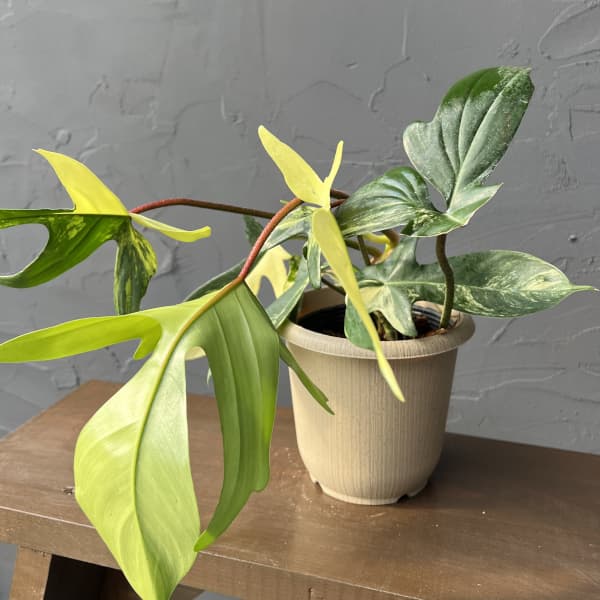 楽天市場】観葉植物/フィロデンドロン：フロリダビューティー