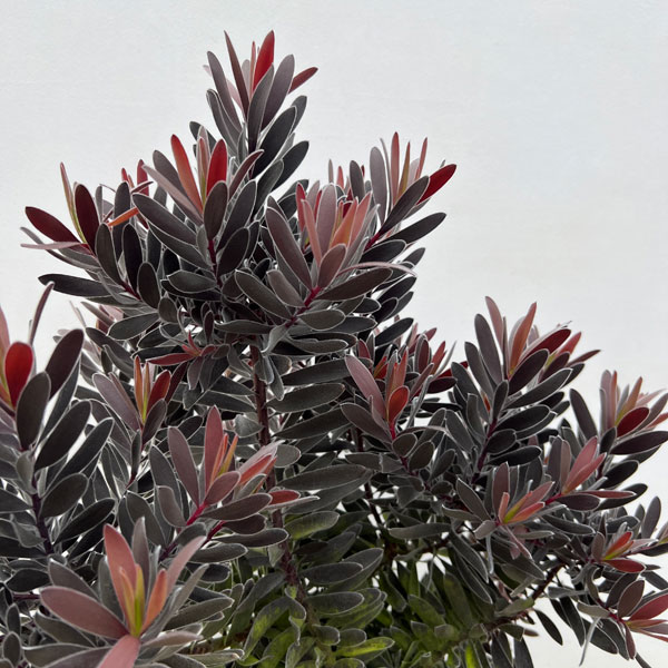 楽天市場】花木 庭木の苗/リューカデンドロン：デュリフ（黒リューカ