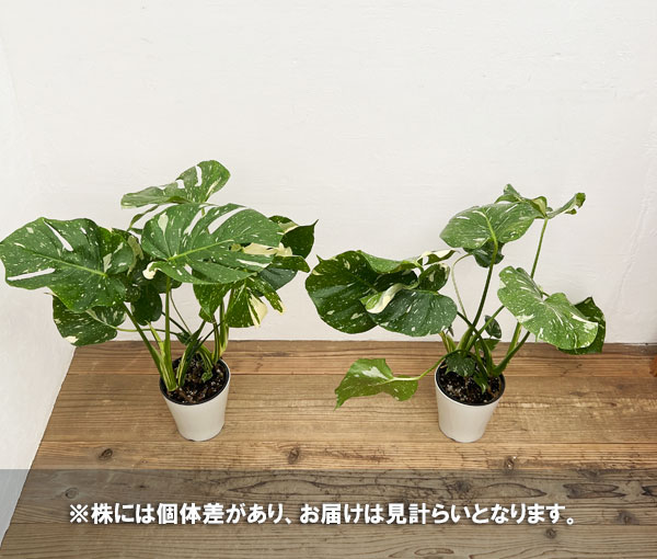 楽天市場】観葉植物/モンステラ：タイコンステレーション（散斑） 5号