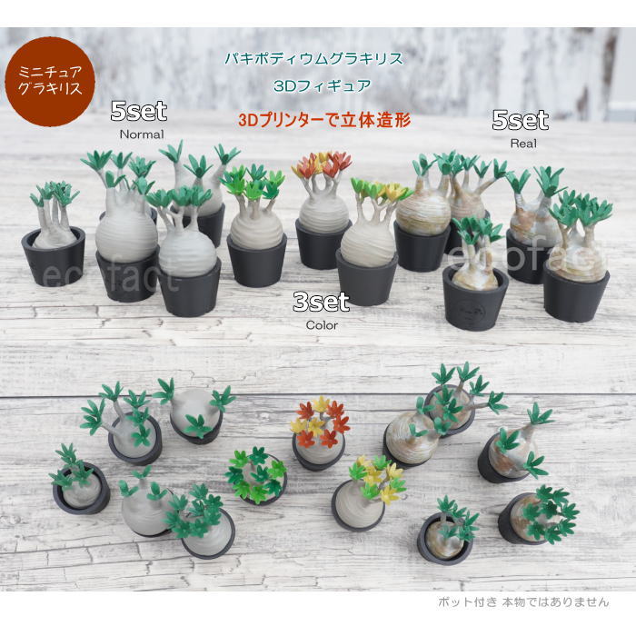 楽天市場】3D フィギュア ミニチュア 3セット カラー パキポディウム