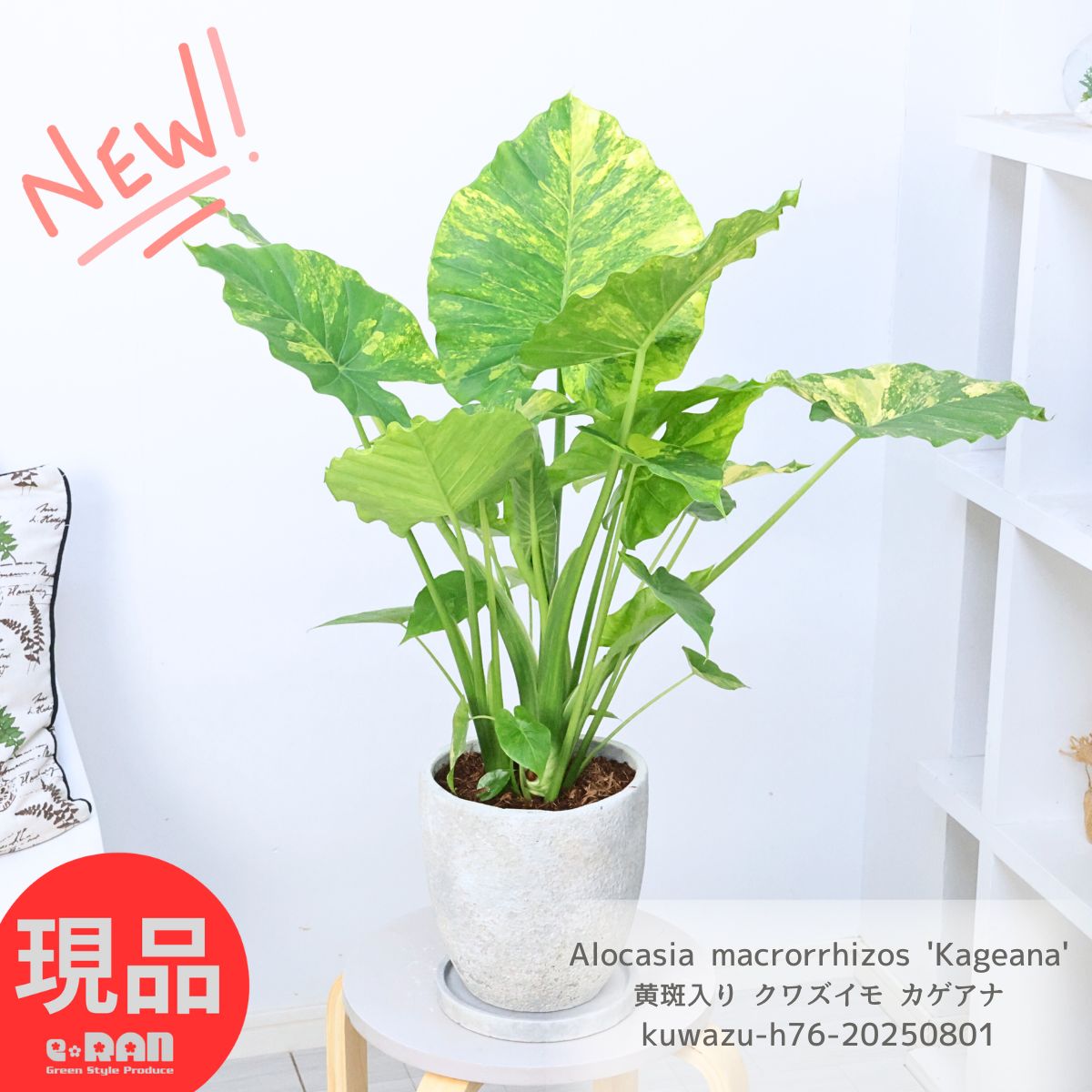 楽天市場】観葉植物 子株付き 黄斑入り クワズイモ カゲアナ 高さ約