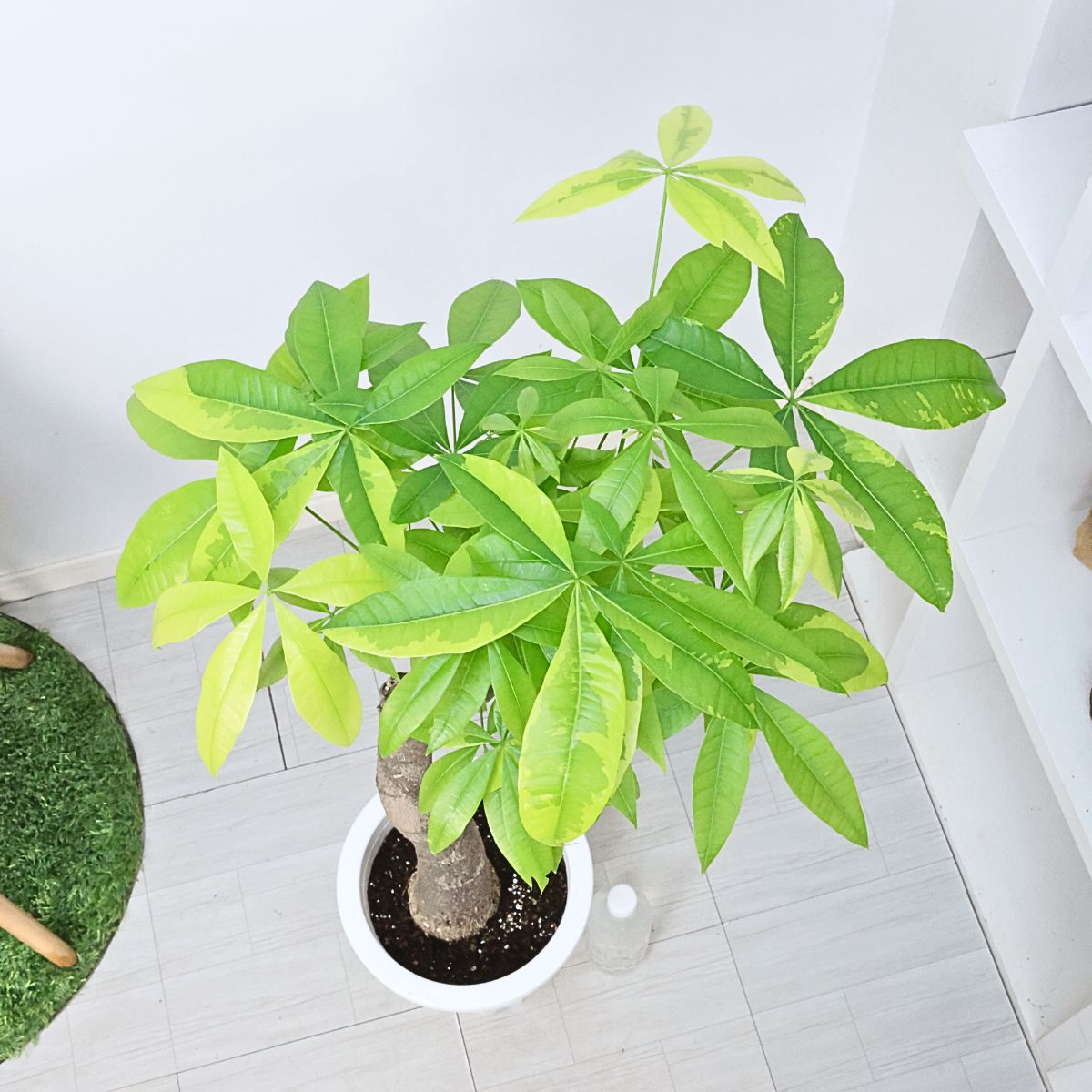 楽天市場】＼ポイント5倍／観葉植物 斑入り 実生 パキラ ムーンライト