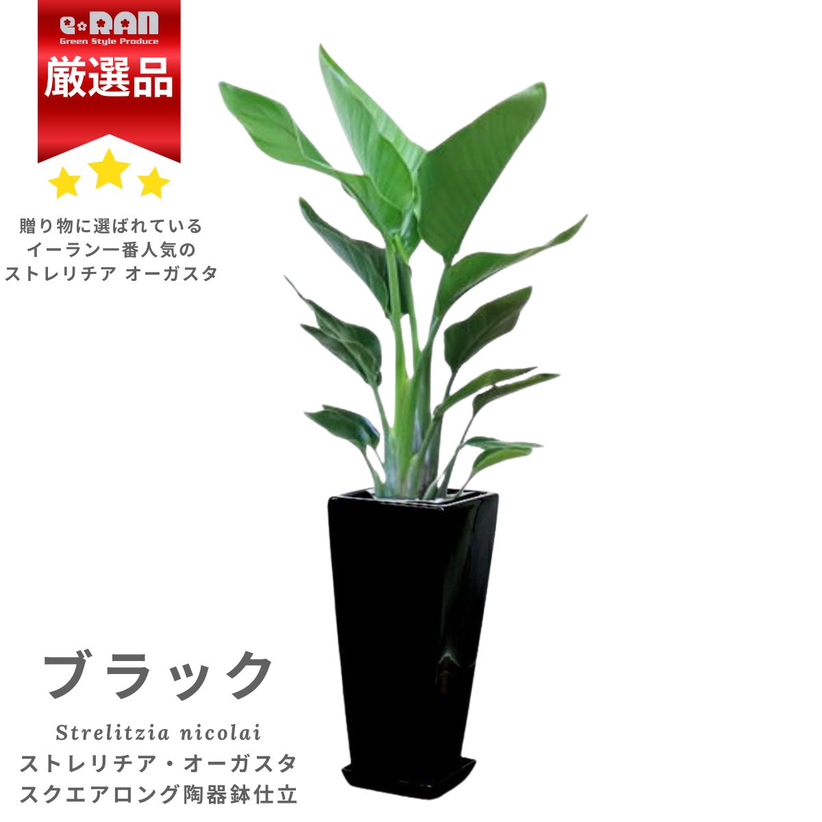 楽天市場】＼ポイント5倍／人気 ストレリチア オーガスタ 株立 高さ約