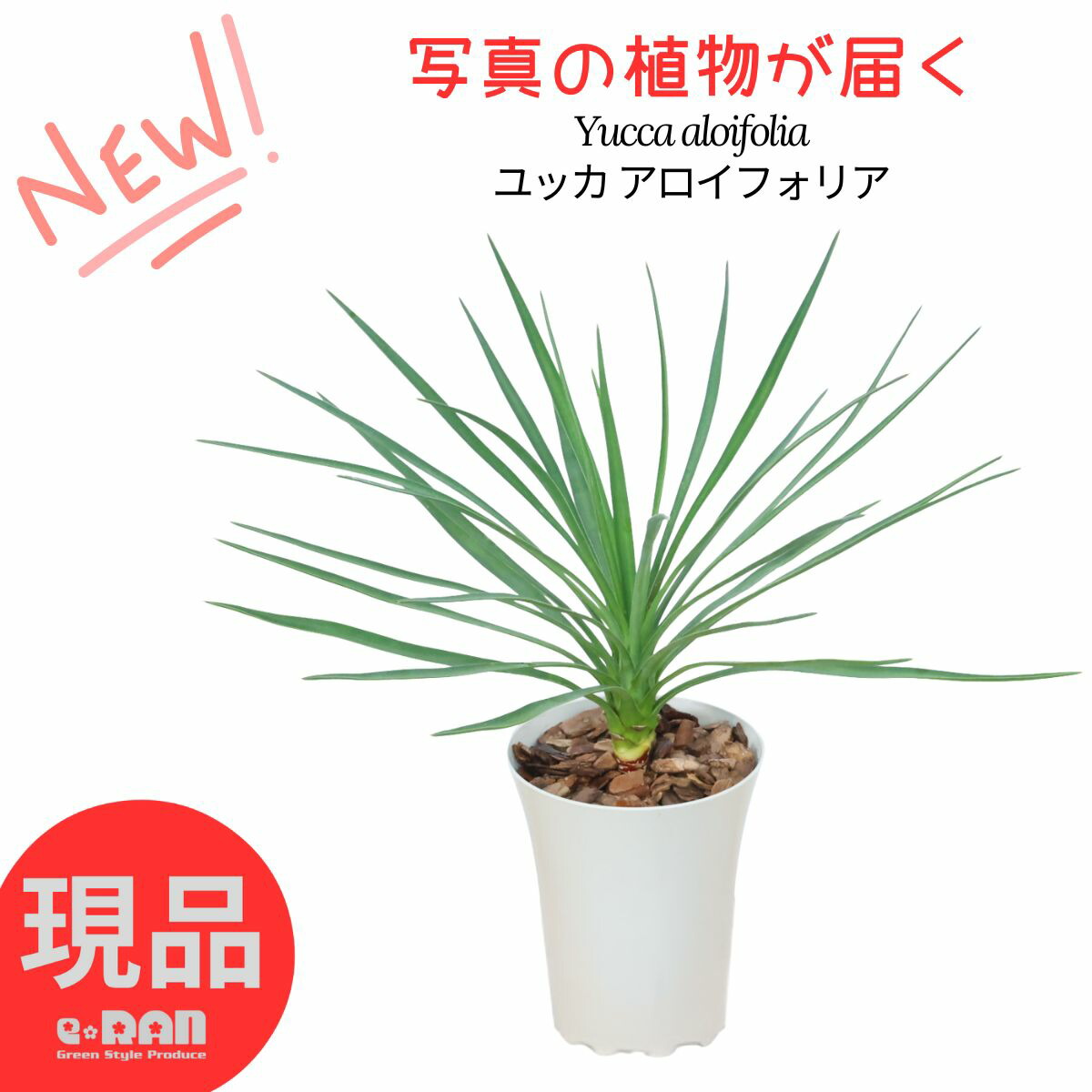 楽天市場】ユッカ アロイフォリア バリエガータ（斑入り） 5号ポット