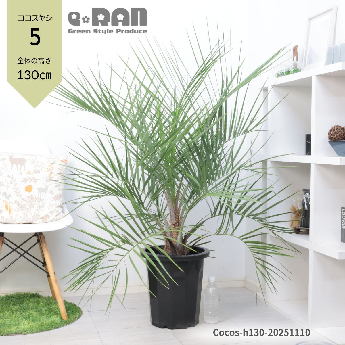 楽天市場】＼ポイント5倍／【選べる現品発送】 大型 ココスヤシ 10号鉢