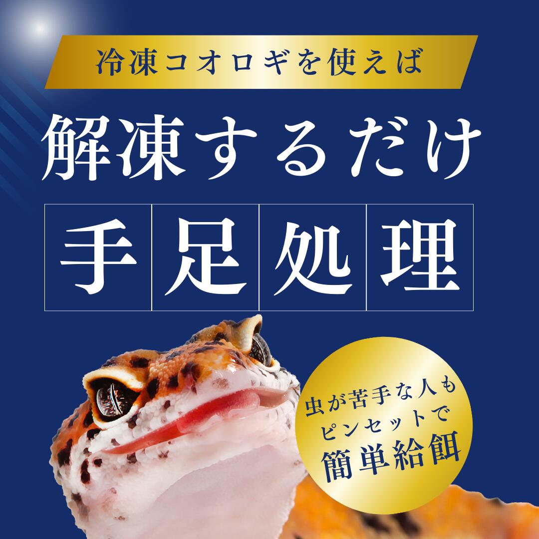 楽天市場】冷凍コオロギ ML 100g 300g 500g 1kg 送料無料 1.5cm-2cm程