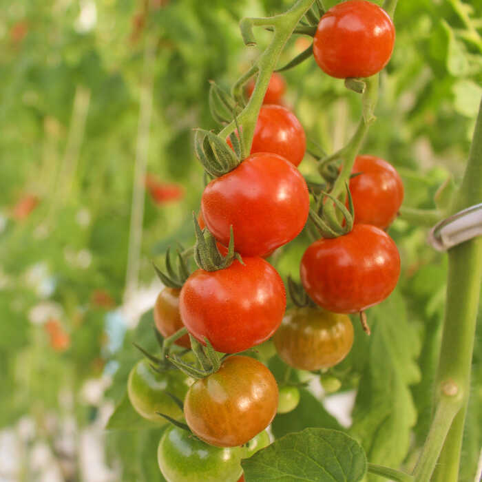 楽天市場】【ふるさと納税】【カラフル】ミニトマト （ プチぷよ