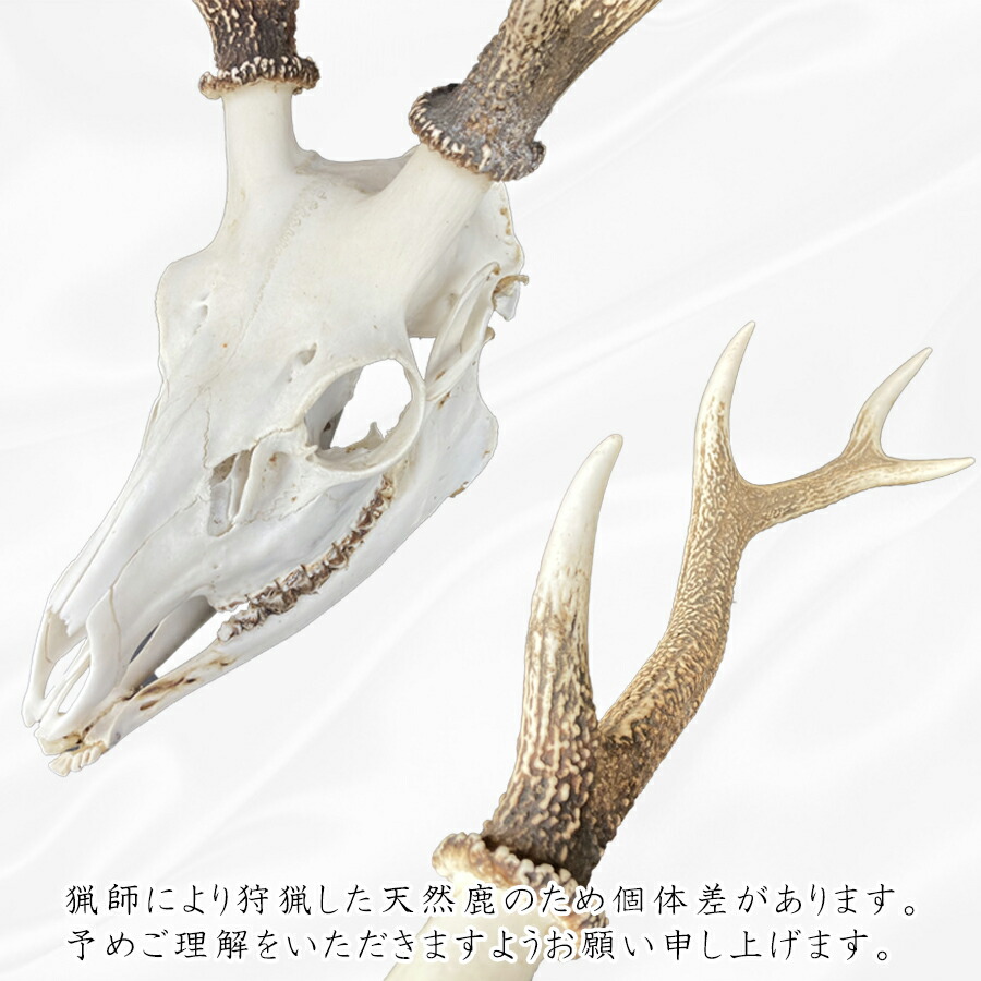 楽天市場】【ふるさと納税】角付き鹿スカル / スカルトロフィー 鹿