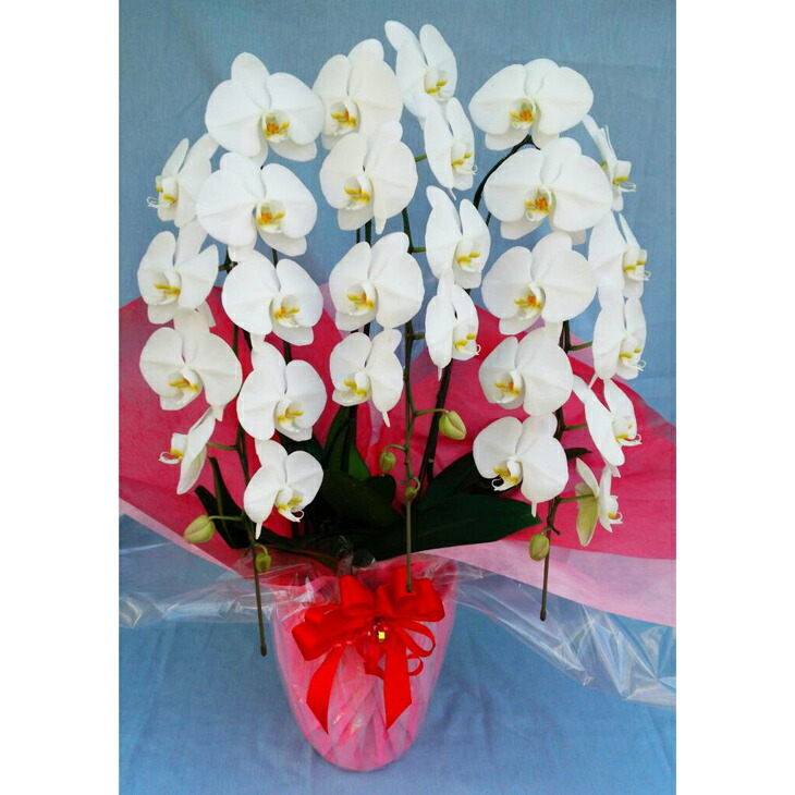 胡蝶蘭大輪系 3本立て（白色）ラッピング・立札付☆ギフトにも☆※