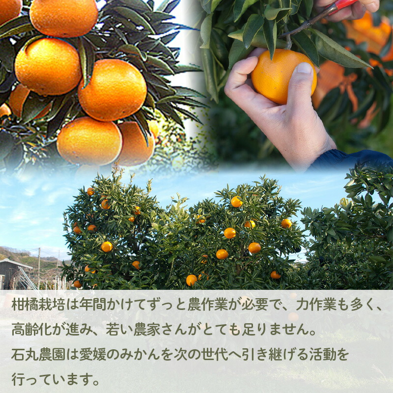 楽天市場】【ふるさと納税】 【2026年2月中旬から発送】 家庭用 せとか