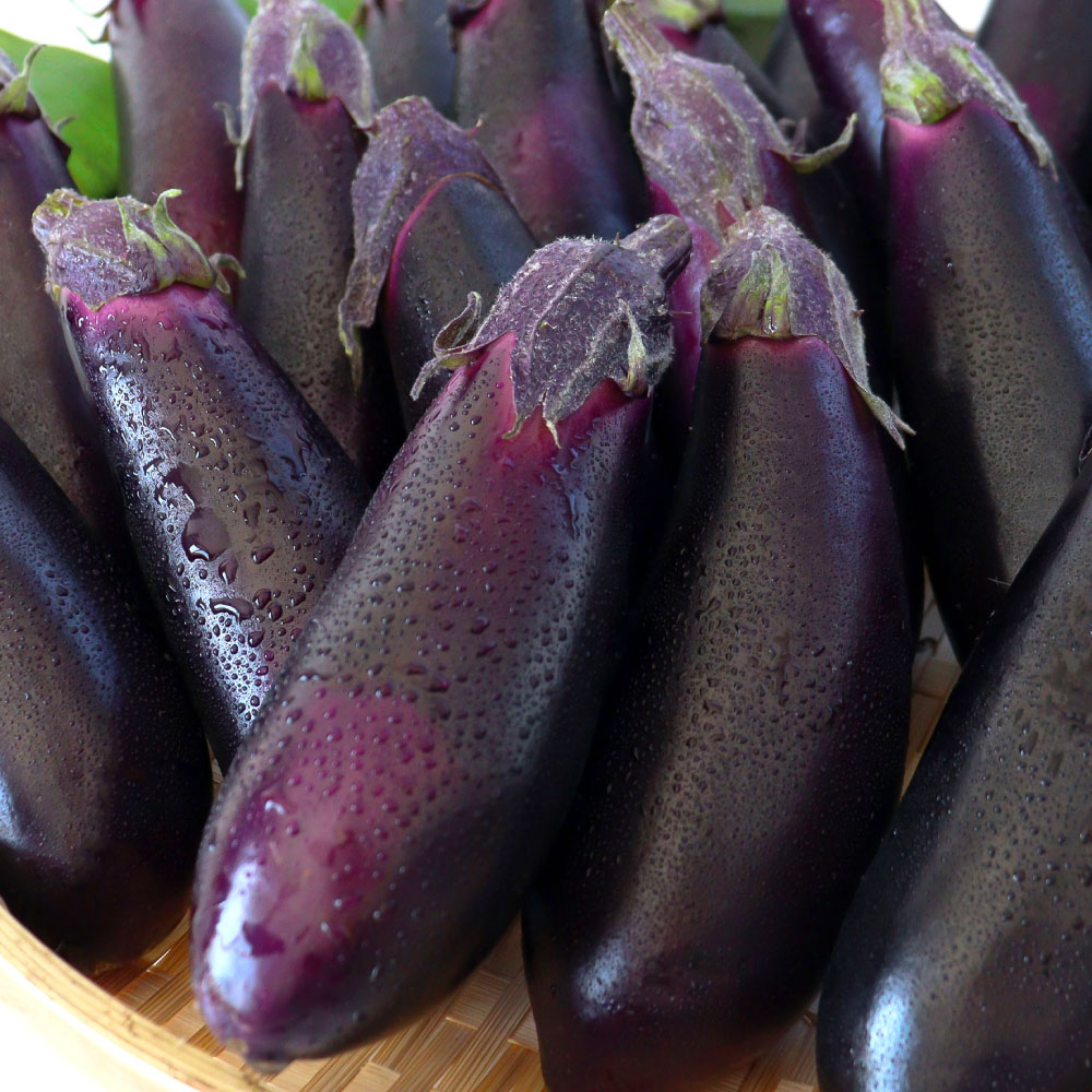 楽天市場】【ふるさと納税】茄子（1本約70g）約20本入り 高知県産 芸