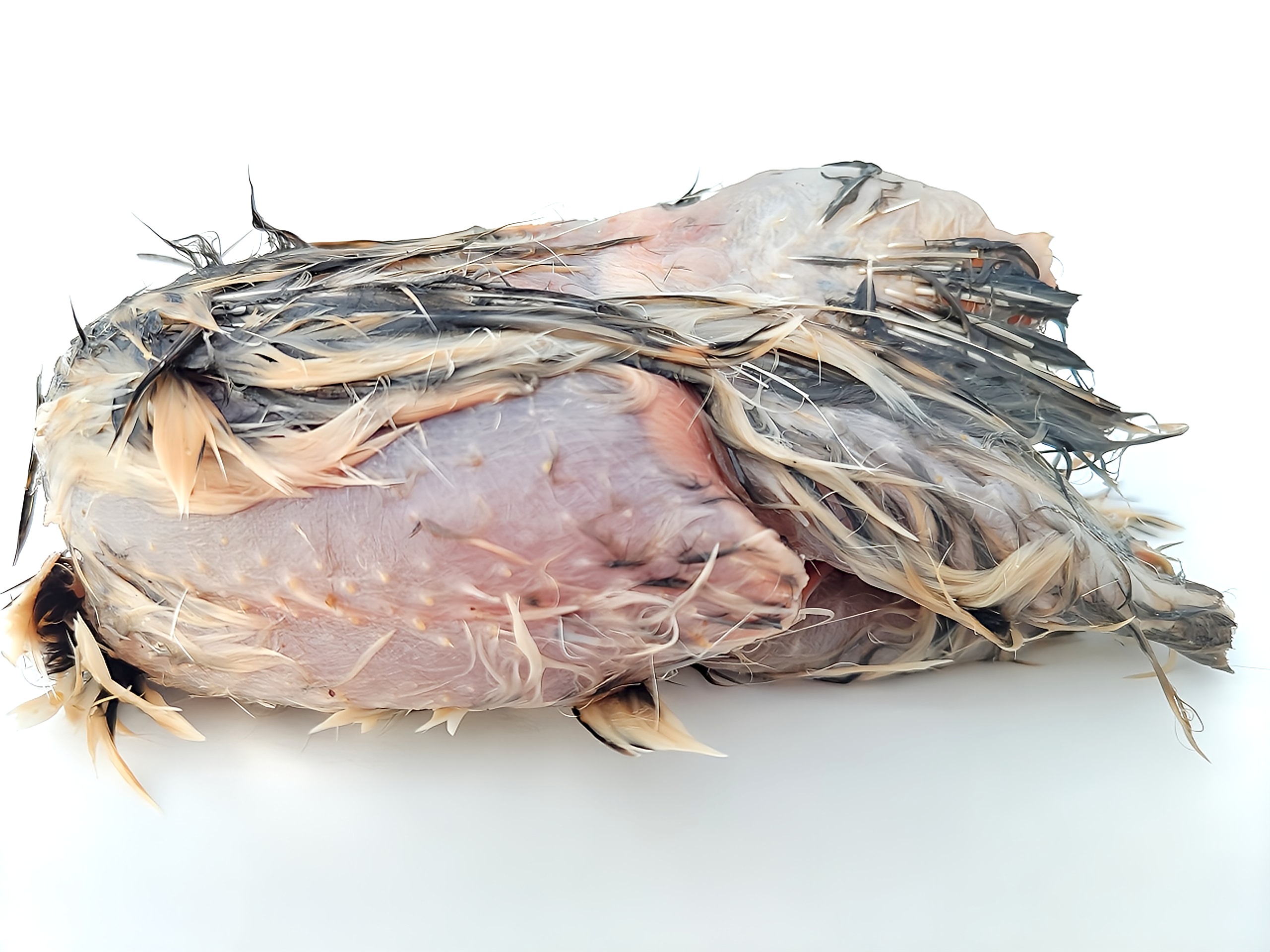 楽天市場】冷凍処理済みウズラ 60羽 10羽入り6袋 フクロウ 鷹