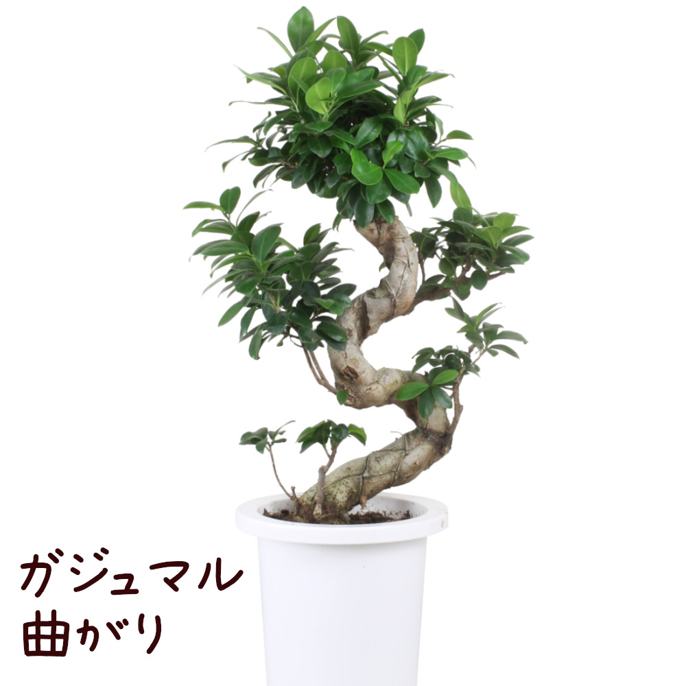 楽天市場】ガジュマル 曲がり 7号【観葉植物 おしゃれ インテリア 7寸