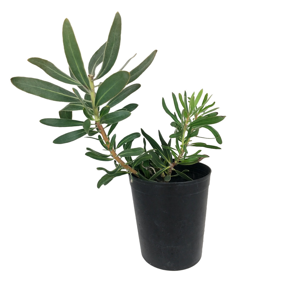 楽天市場】プロテア・スペシャルピンクアイス 6号 花無し【観葉植物