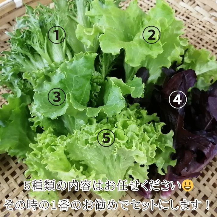 楽天市場】【20％OFF】 おかげ野菜 サラダセット 140g 水耕栽培 サラダ