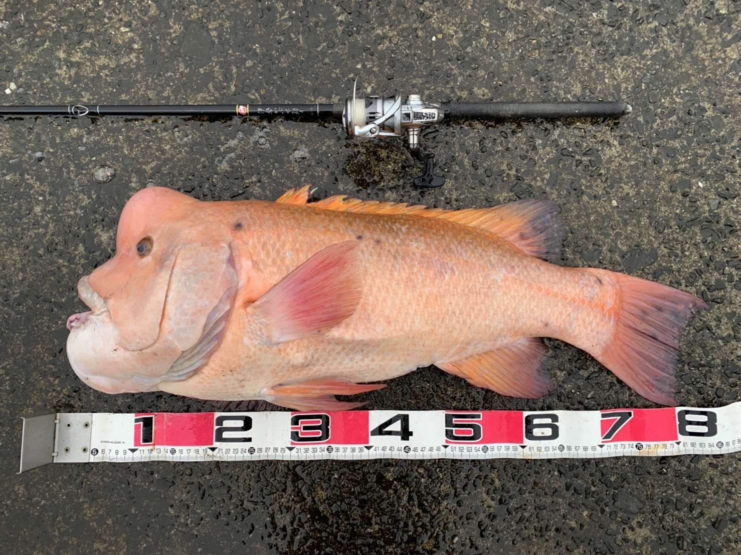 楽天市場】サクラ(櫻井釣具) 伊勢かぶせ釣り 210 : フィッシングトライ