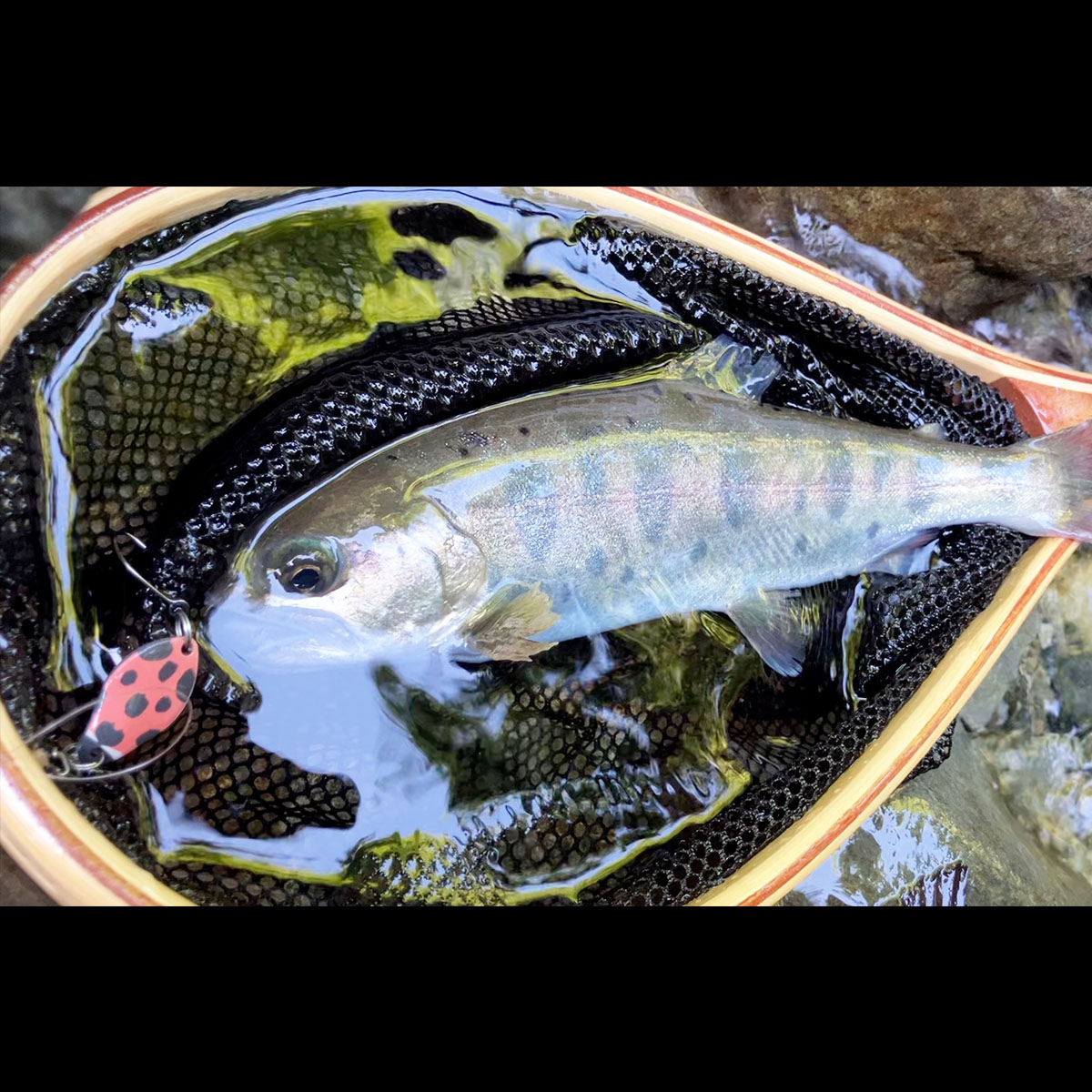 楽天市場】スプーン 渓流スプーン 管釣り 渓流 トラウト バーブレス